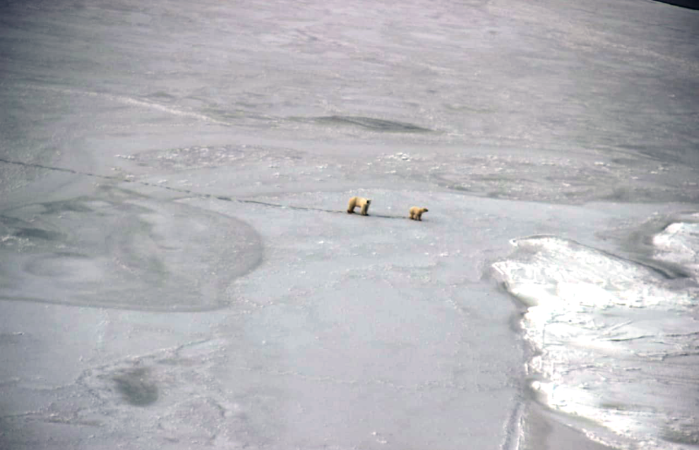 Aerial polar bear count in the Medvezhyi Islands Nature Reserve