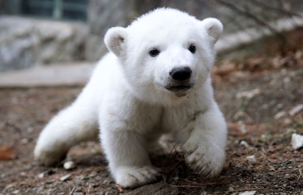 Rosprirodnadzor Russia will adopt a strategy for polar bear
