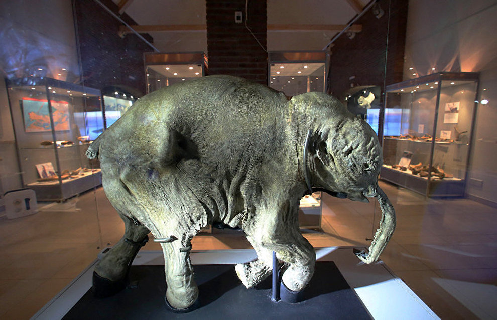 Yakutia to set up mammoth consortium for studying prehistoric animals