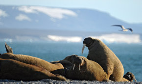 New expedition to study Barents Sea walrus population