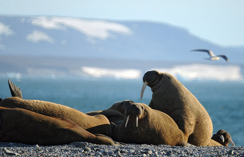 Экспедиция по изучению моржей стартовала в НАО