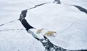 Expedition to Bely Island to count polar bears