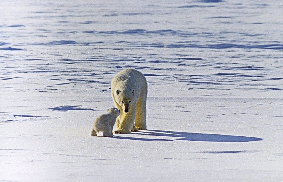 «Медвежий патруль» провёл мониторинг белых медведей в Якутии