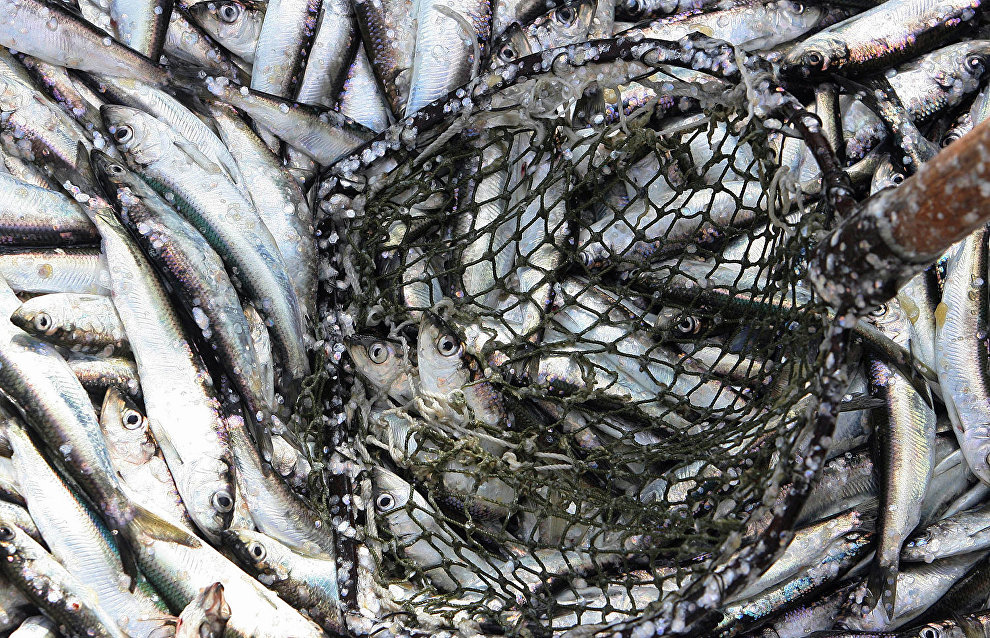 Over 7,000 tons of fish caught in Yamal in 2015