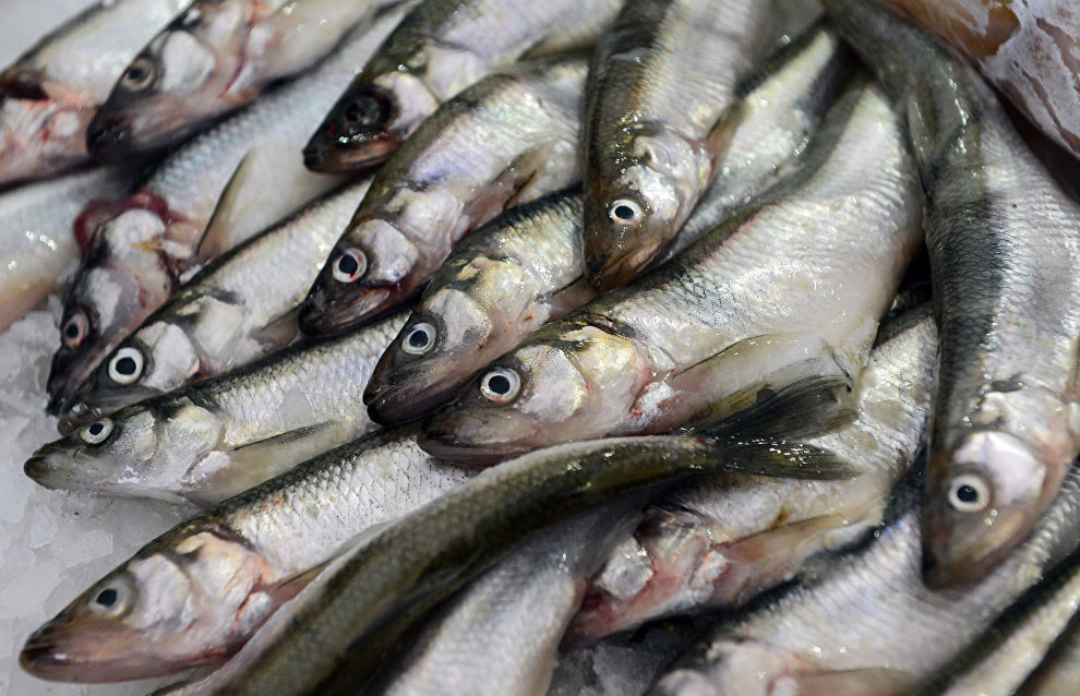 Industrial capelin catching in Barents Sea to be banned in 2016