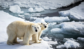Экспедиция «Чукотка-лето-2015» исследовала состояние популяции белого медведя