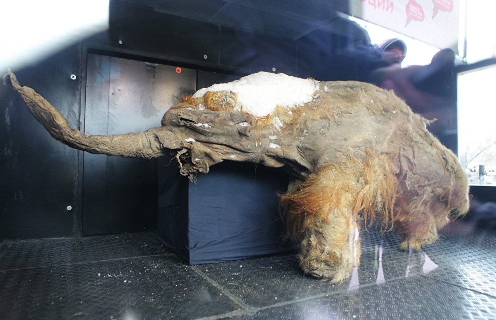 Yuka the young wooly mammoth could have been put into the lake by humans – scientists