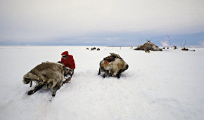 В Арктике появился тур выходного дня «Путешествие в страну оленей»