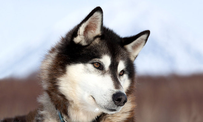 Dog breeding in the Arctic dates back 8,000 years