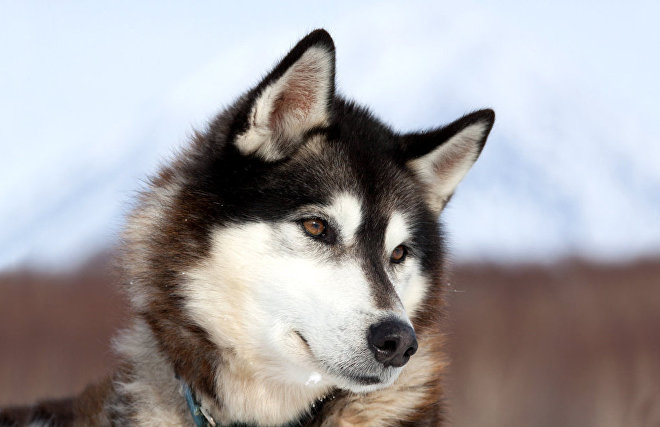 Селекция собак в Арктике существовала 8 тыс. лет назад
