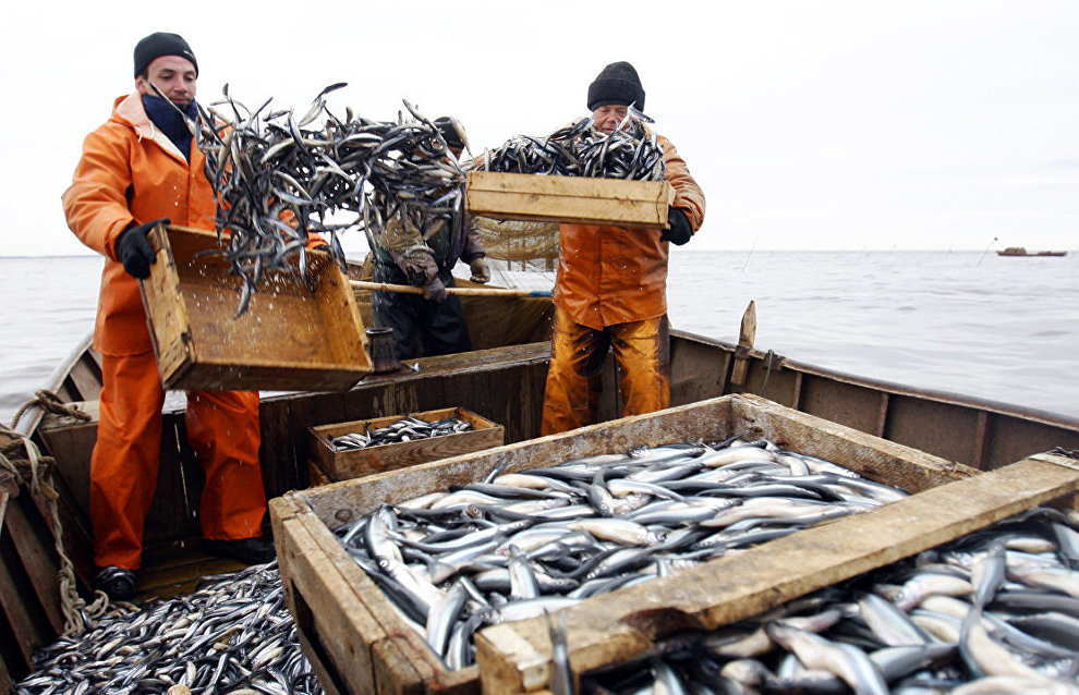 В 2015 году в Ненецком округе выловили около 14 тыс. т рыбы
