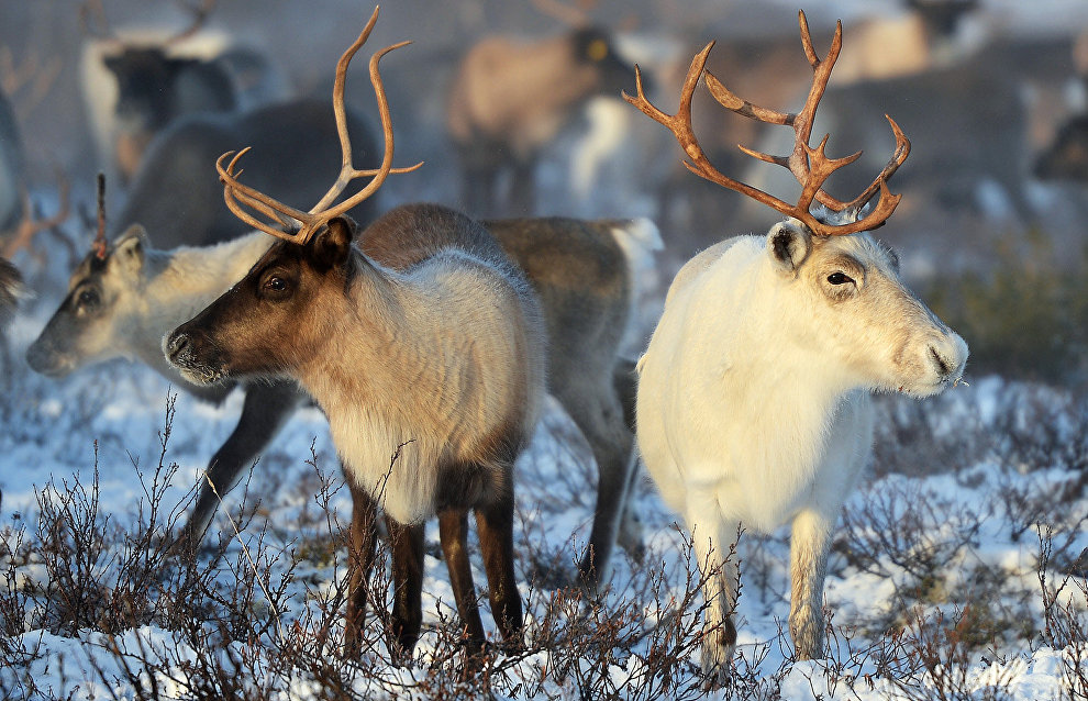 Rosneft to contribute to wild reindeer conservation