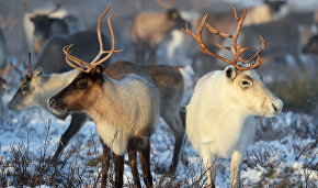 Rosneft to contribute to wild reindeer conservation