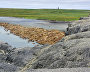 Walrus rookery on Vaigach Island. Cape Bolshoi Lyamchin Nos