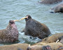 Walruses. Cape Bolshoi Lyamchin Nos, Vaigach Island