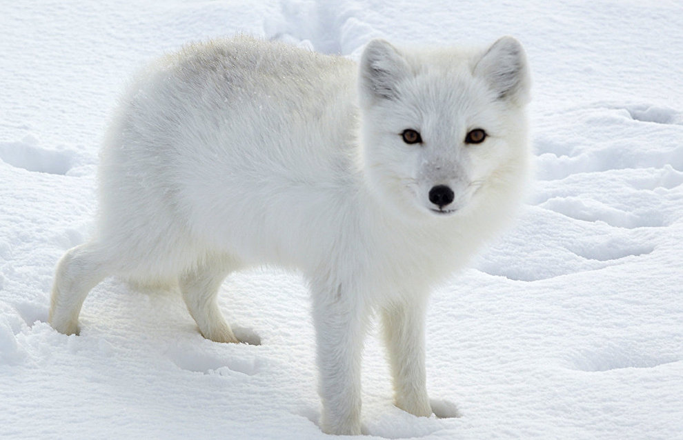 Arctic fox on Vaigach Island