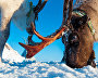 Reindeer is an important part of the Nenets life