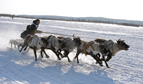 На Чукотке пройдёт ежегодная гонка на оленьих упряжках «Эрак'ор-2016»