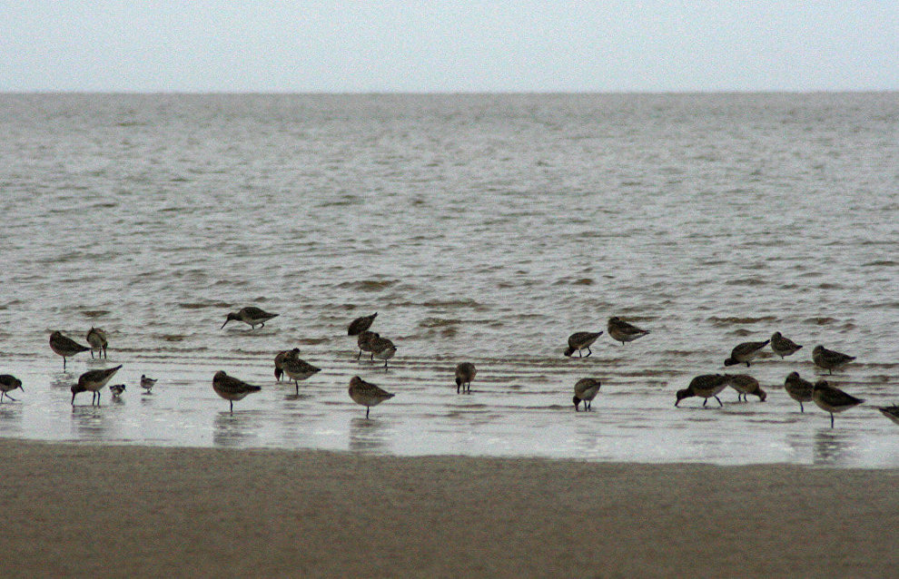 Waders eating during low tide