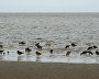 Waders eating during low tide
