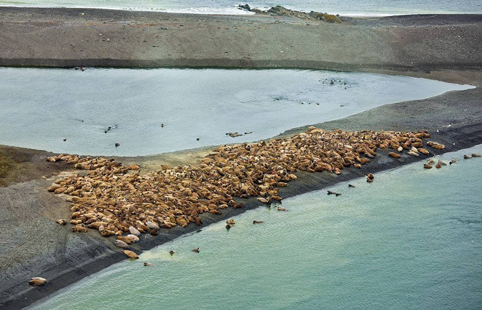 Atlantic walrus rookery