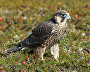 A young peregrine