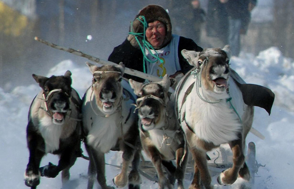 A reindeer team race