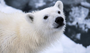 «Медвежьи острова» — новый заповедник в Арктике