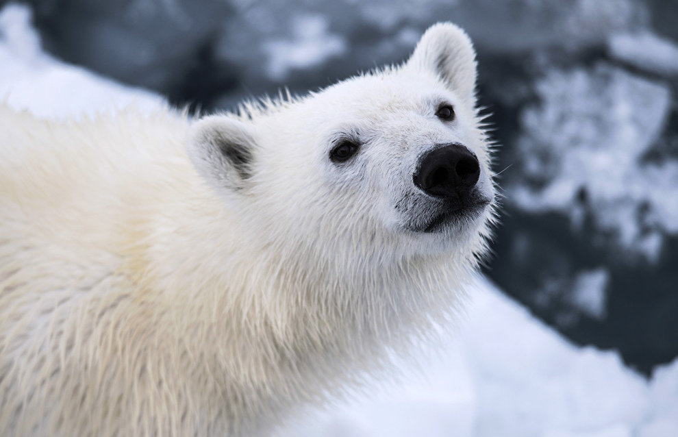 «Медвежьи острова» — новый заповедник в Арктике