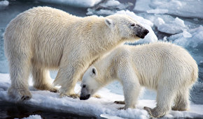Россия и США проведут совместный мониторинг чукотско-аляскинской популяции белого медведя