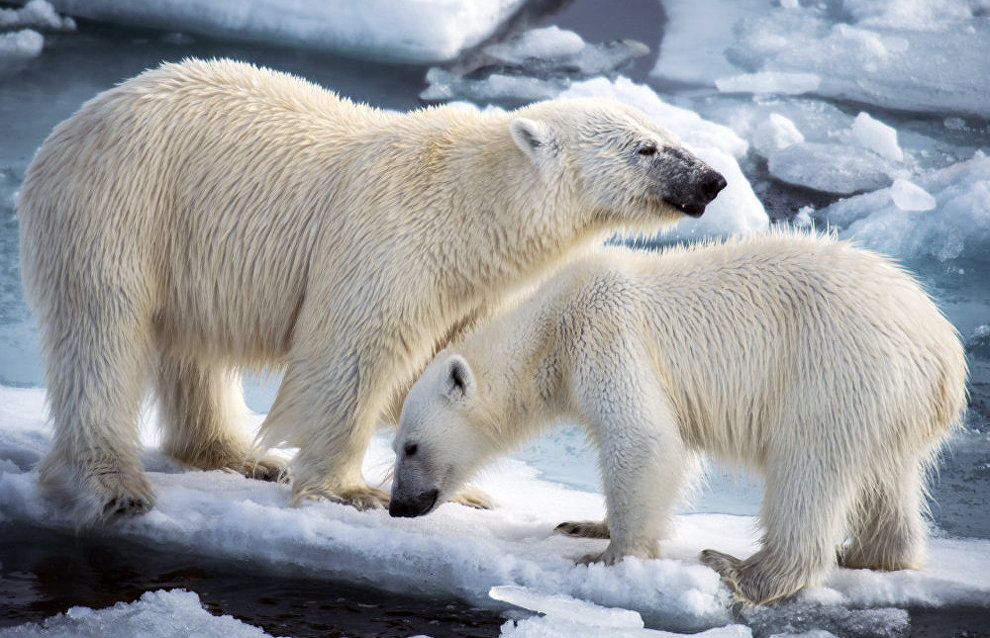 Russia and the US to jointly monitor polar bear populations in Chukotka and Alaska