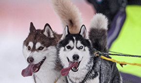 Спецназ ВДВ РФ учится использовать собачьи упряжки в условиях Арктики