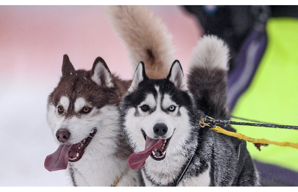 Спецназ ВДВ РФ учится использовать собачьи упряжки в условиях Арктики