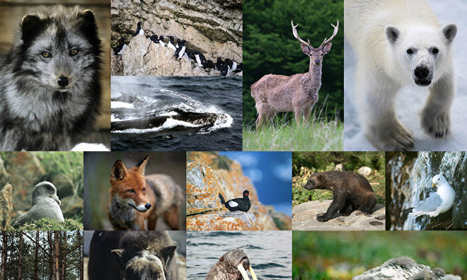 Wildlife and environment