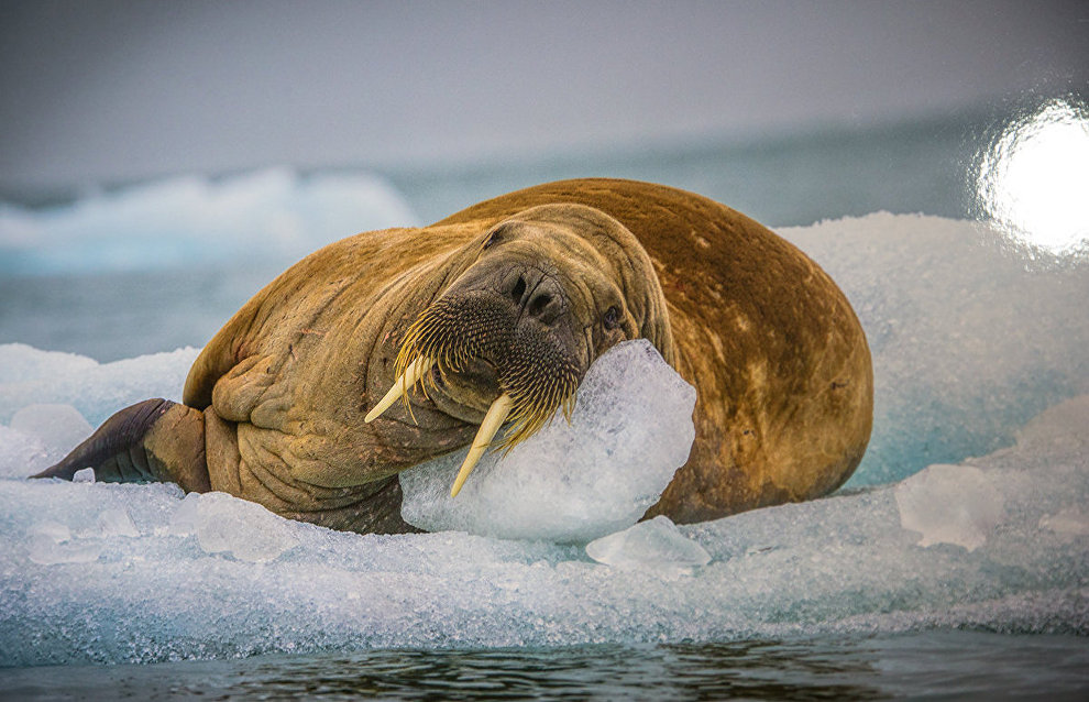 Открытие фотовыставки «Арктика: лучшие фотографии года»