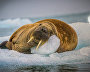 Открытие фотовыставки «Арктика: лучшие фотографии года»