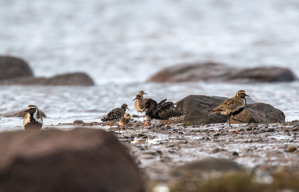 Predator challenge to Arctic bird reproduction to be studied in the Yamal-Nenets Autonomous Area