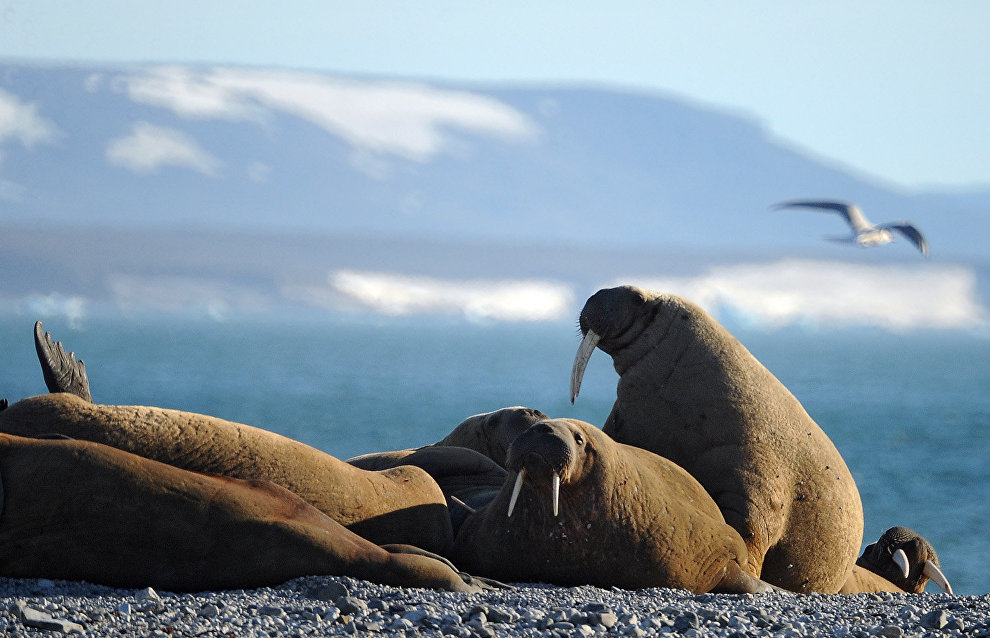Walrus population in Yamal’s unique rookery reaches 3,000-4,000