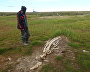 White whale skeleton in Yamal