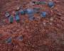 Красные водоросли в водоемах острова Ли-Смита