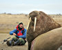 Zoologist Miroslav Babushkin collects walrus skin biopsy samples on Heiss Island. Biopsy samples from 11 walruses were collected during two hours