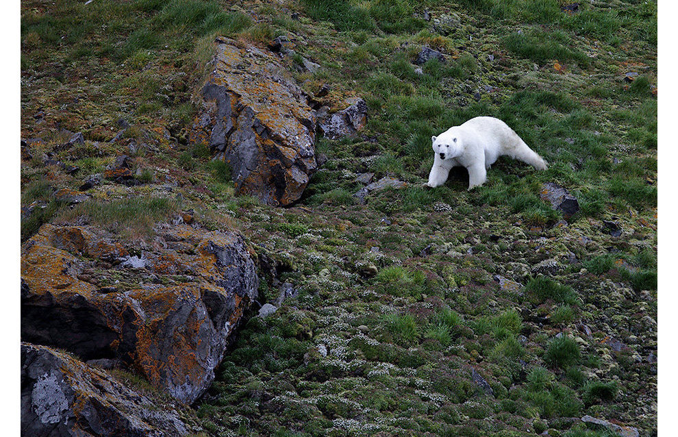 Planes, drones to help count polar bear population