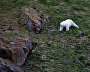 A polar bear on Franz Josef Land