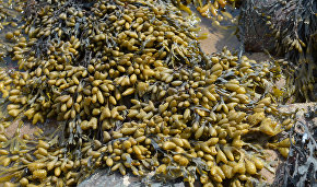 Scientists discover alga that can help monitor Arctic