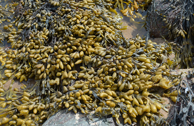 Scientists discover alga that can help monitor Arctic