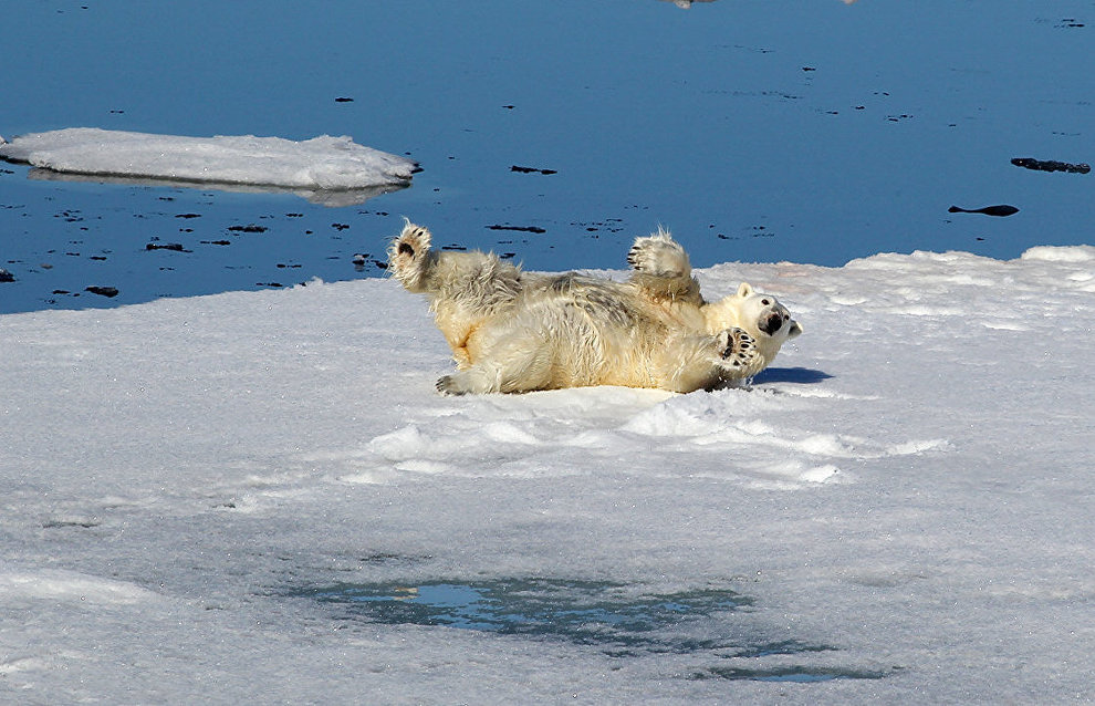 An all-inclusive Arctic adventure: ice, storms, bears