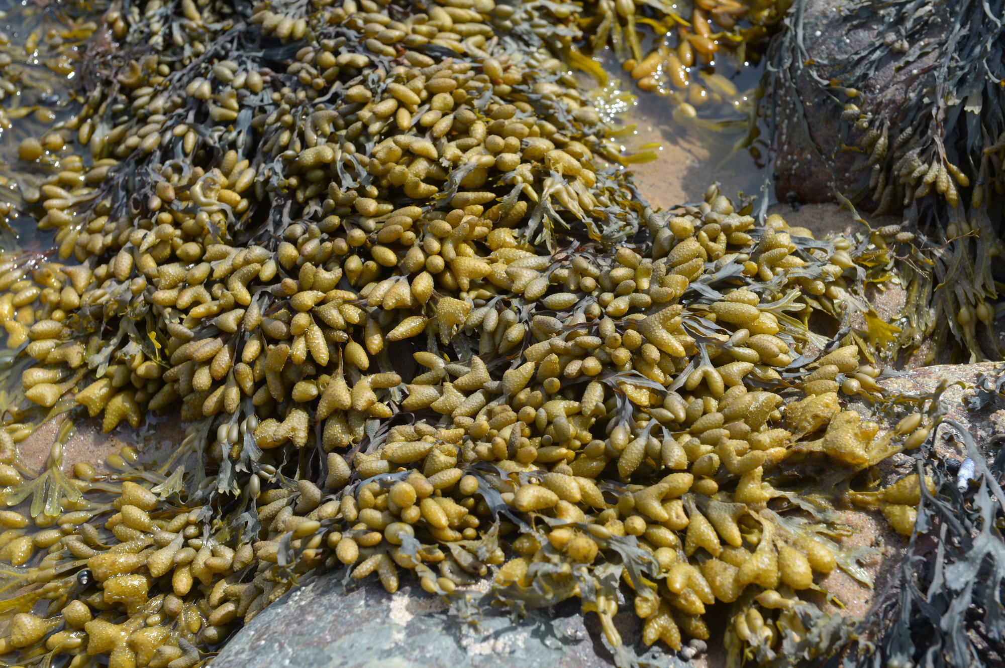 Top: Fucus seaweed; bottom: Balanus; right: starfish