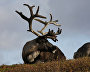 A reindeer-herding community on the Kanin Peninsula