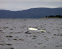A white whale