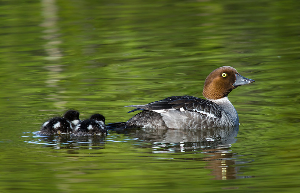 A female common goldeneye with a chick